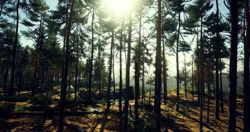 Sunlight Filtering Through Trees in a Dense Forest During Daytime