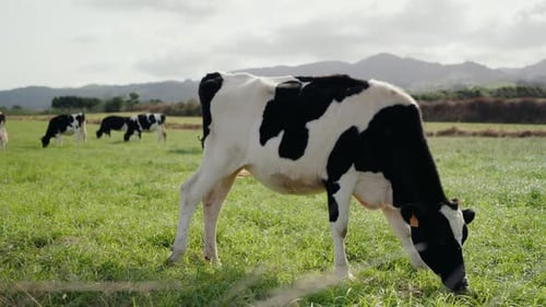 Holstein Cows Grazing Peacefully On A Green Field With Mountain View