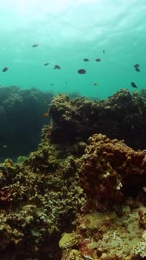 Marine Life Coral Reef and Tropical Fish