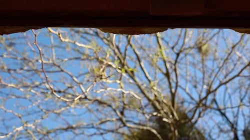 Handheld slow motion shot of bees flying in and out colony in roofline.