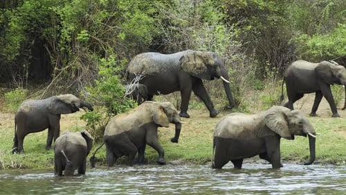 Elefantenherde zieht weiter, nachdem sie einen Fluss überquert hat. Die Haut der Elefanten ist nass, einige von ihnen haben