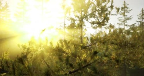 Sunlight Filtering Through Pine Trees in a Serene Forest at Dawn