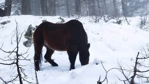 Horse Foraging in Snowy Winter Landscape