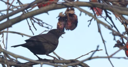 Aufnahmen von gewöhnlichen Amseln, die Datteln essen