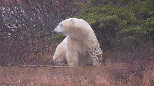 Slow motion polar bear sitting and yawning amongst the brush and trees of Churchill, Manitoba.
