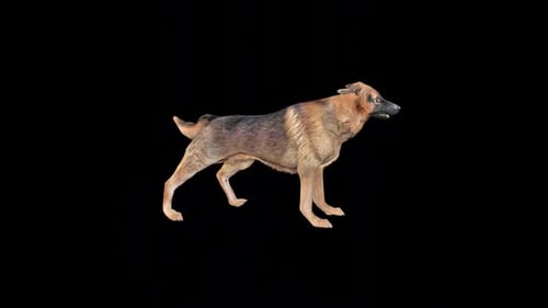 3D Animated German Shepherd Dog Barks and Guards