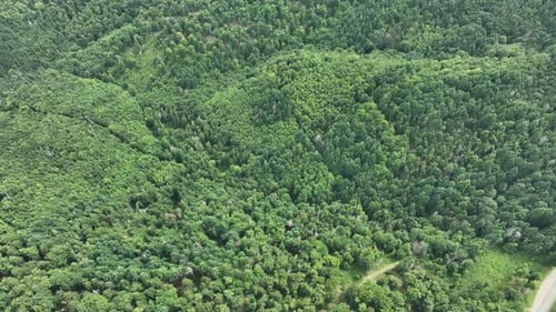 Aerial view of dense forest on hills, France.