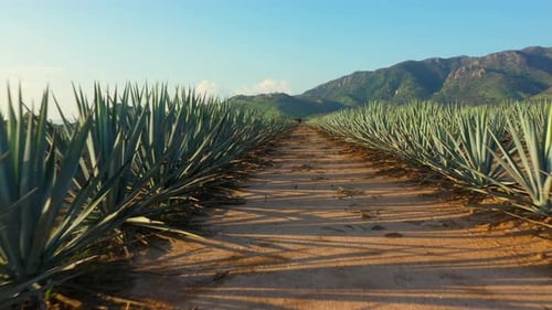Blue agave fields tequila fertile land to plant maguey liquor mezcal landscape planting lands