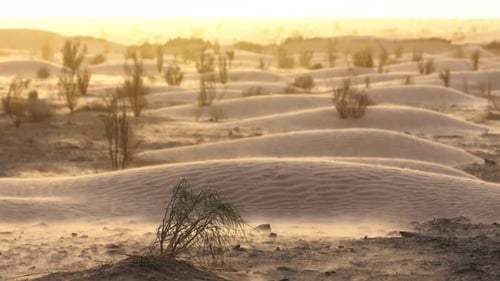 Golden Desert Dunes at Sunset With Wind Shaped Sand and Sparse Vegetation in Vast Arid Landscape