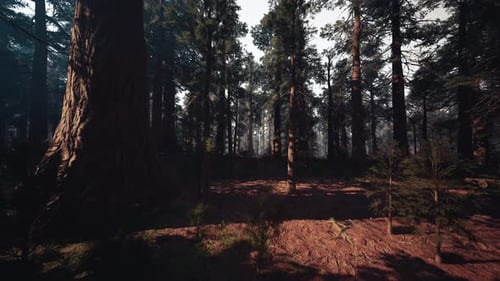 Night Approaches As Fog Cloaks Dense Pine Forest with Shadows and Silent Mystery