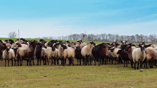 Domestic sheep stand in the field in the countryside.