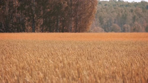 Golden wheat field forest tranquil scenery landscape in sunlight beautiful nature