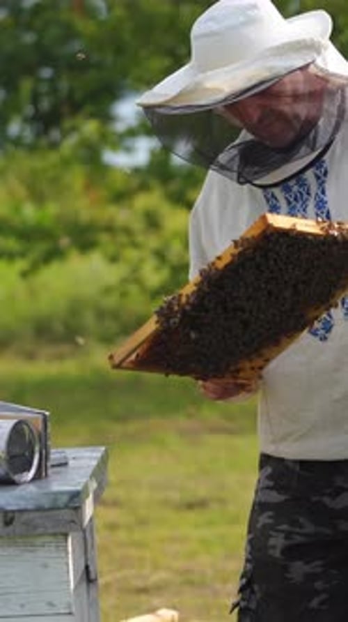 Beekeeper Inspecting Beehive Frame on Sunny Day
