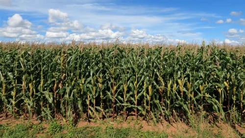Green corn plantation with corn cobs, pan shot capture