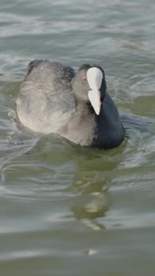 Vertical video. Close-Up of a Fulica atra Bird Cautiously Grabbing a Piece of Bread on the Water.
