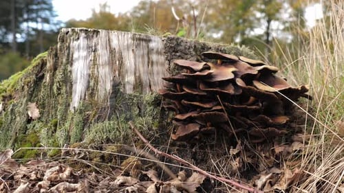 Mushrooms Growing on a Mossy Tree Stump