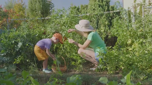 Three Year Old Boy And His Mother Picking Tomatoes In The Vegetable Garden 2