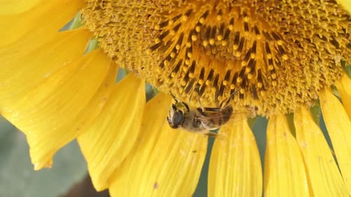 A bee rubs his paws, collects pollen from a sunflower in an agricultural field. Macro shooting