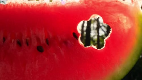 Nourriture estivale de saison, tranche de pastèque rouge juteuse coupée en forme de fleur, en plein air, vacances d'été