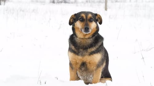 Stray Dog in Nature. Portrait of Homeless Dog Looking to the Camera Close up in Snow Covering