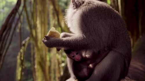 Monkey Caring For Infant In Sunlit Forest