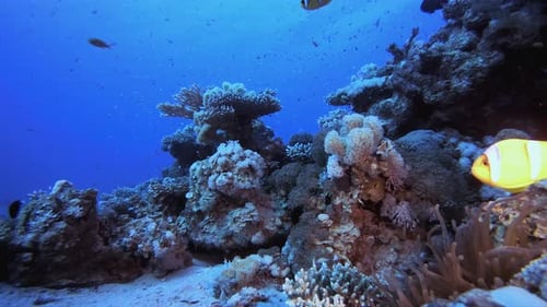 Vibrant Coral Reef with Clownfish Underwater