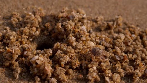 Sand Crab Scuttles Across Beach Wet Surface Shines Under Light