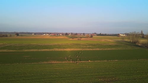 Aerial View of Deer Herd Crossing Green Farmland at Sunset