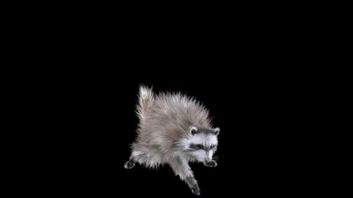 Realistic Raccoon Animated Character Dancing on Black Background