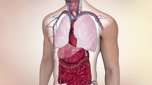 Human Torso Anatomy with Internal Organs and Circulatory System
