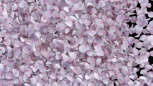 Cherry Blossom Transition on Alpha Channel