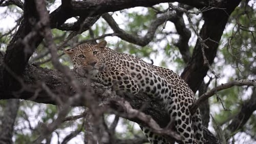 African Leopard Resting on Tree Branch, Close Up. Wild Animal in Kruger National Park, South Africa