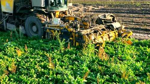 A Combine Harvester Harvests Beets in the Field