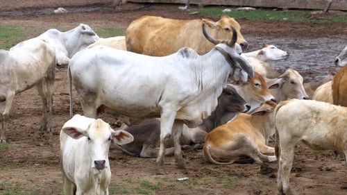 Herd of Thai Cows Grazing on a Dirty Pasture in Asia Open Cow Farm Field Thailand