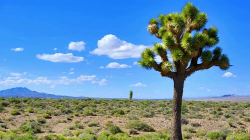 Joshua Tree