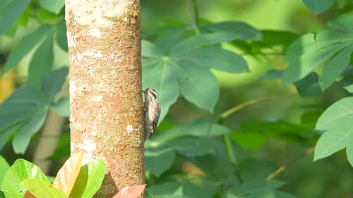 the Sunda pygmy woodpecker bird ate the mushrooms on the tree trunk and then left