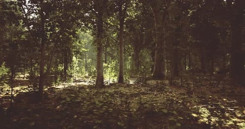 Sunlight Filtering Through Trees in a Serene Forest During Daylight Hours