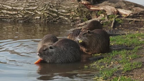 Nutria Animal comiendo zanahoria