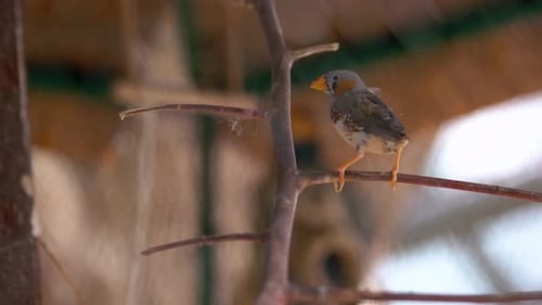 Cute Tiny Exotic Bird is Sitting on Branch in Cage