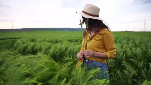 Woman Wheat Field Farmer Walks Through Field at Sunset Touching Green Ears of Wheat with His Hands