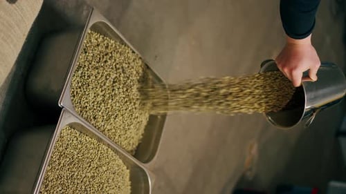 Vertical Video At a Small Coffee Roasting Factory Worker Pours Green Coffee Into Iron Containers