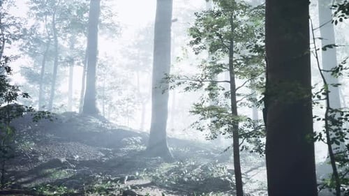Sunny Silhouetted Forest with Sunbeams Through Fog