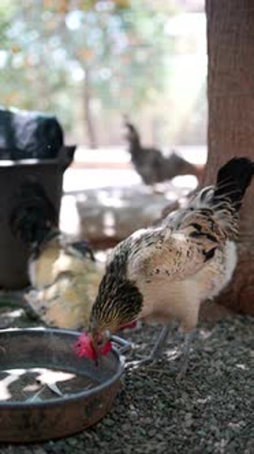 The Sunlit Area is Where Freerange Chickens are Outdoors Feeding in a Natural Environment