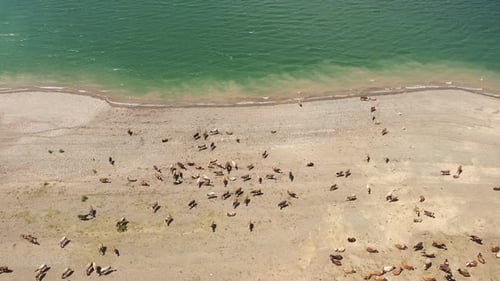 Vue aérienne du troupeau de vaches au bord du lac 2