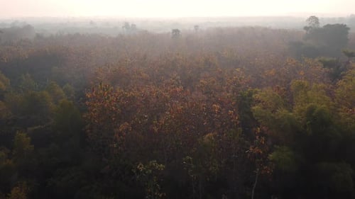 Aerial view of summer in forest. Drone shoot above mixed forest