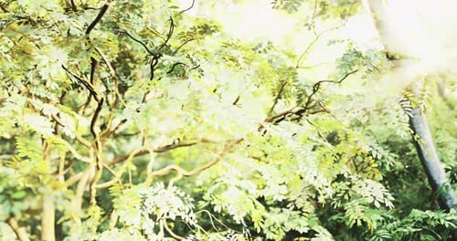 Bright Sunlight Filters Through Lush Green Foliage in a Serene Forest