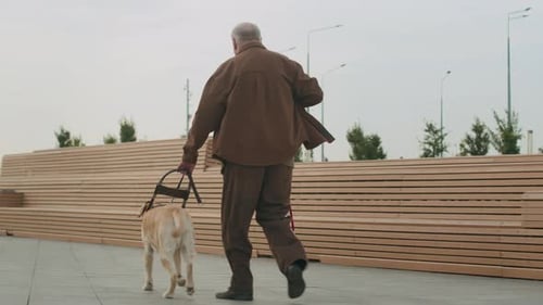 Rear View of Blind Man with Guide Dog and Cane Walking along City Street