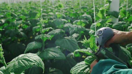 Hands Trimming Plants in Greenhouse