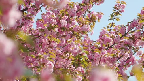Blossoms dance in gentle breeze under clear blue sky during spring day