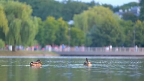 Wild Ducks Swimming on Lake Water at Bright Sunset